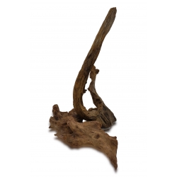 Korzeń Mangrowy 20-30 cm