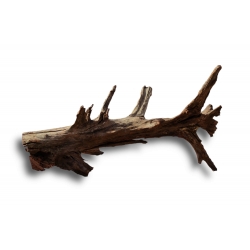 Korzeń Mangrowy XL 40-60cm