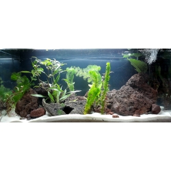 Akwarium roślinne 100l z lawą czerwoną i piaskiem kwarcowym