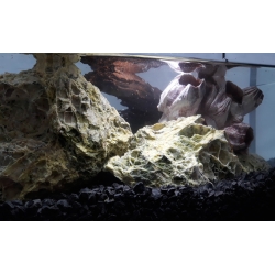 W akwarium: Korzeń mangrowca, spider web stone, muszle, bazalt 2-5 mm